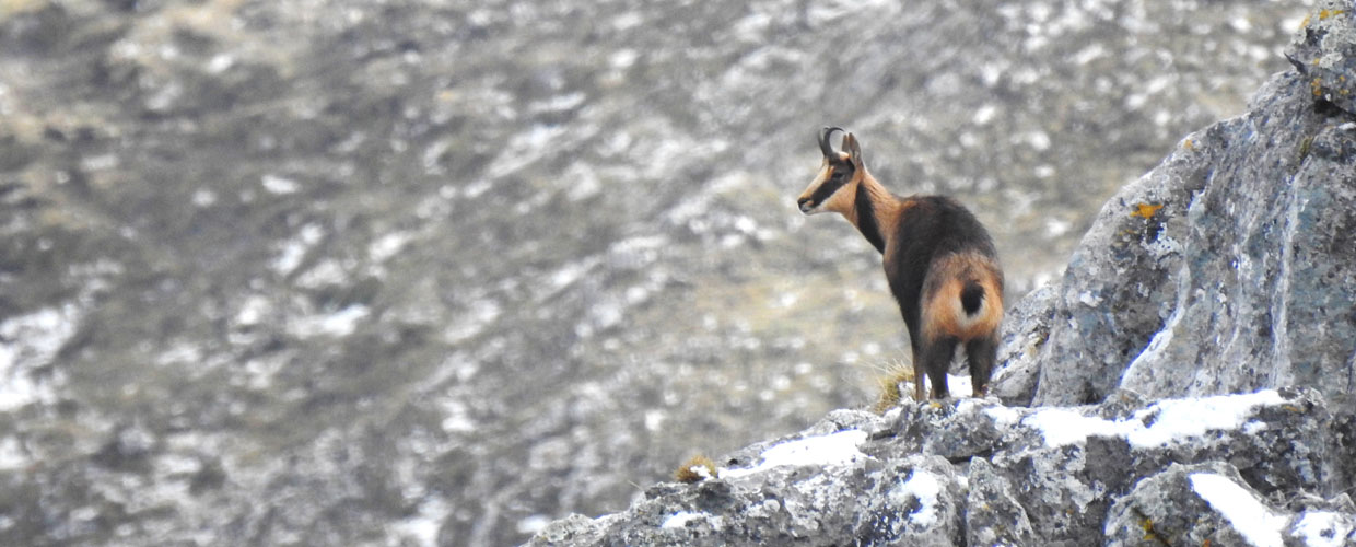 Cantabrian Chamois in Spain