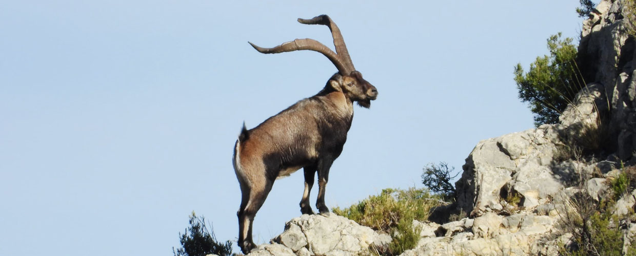 Alive gold medal Beceite Ibex trophy in Spain