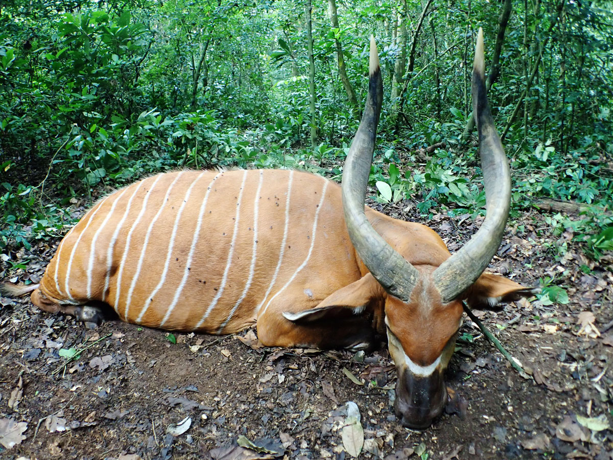 Bongo hunt in the rainforest of Cameroon