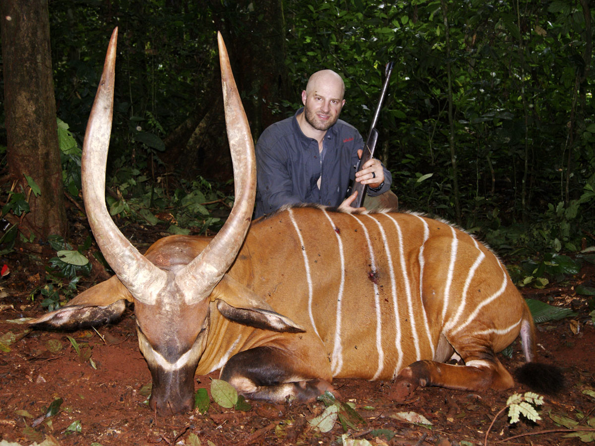 Bongo hunt in the rainforest of Cameroon