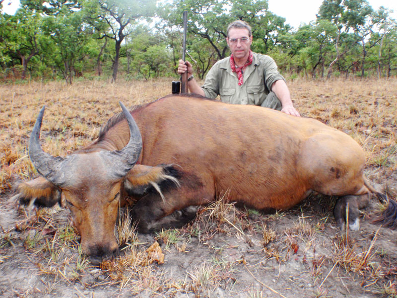 Savannah Buffalo hunt in Cameroon