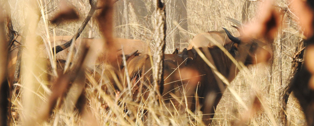 Savannah Buffalo hunt in Cameroon