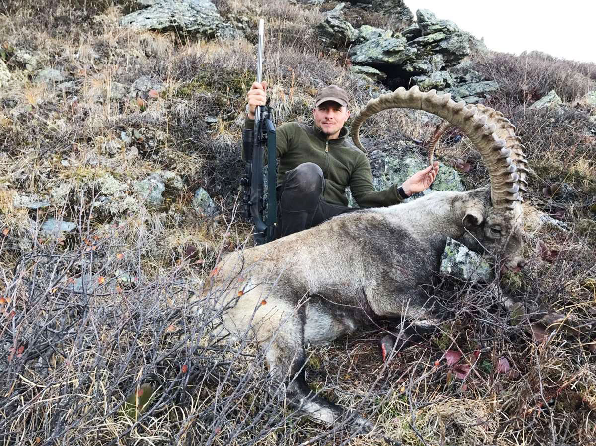 Altai ibex trophy, hunting in Russia