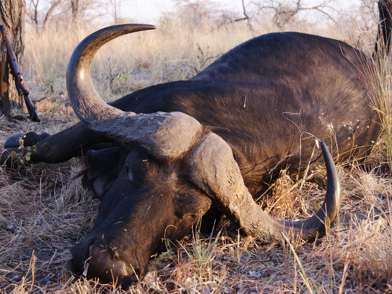 Cape buffalo trophy, hunting in Zimbabwe