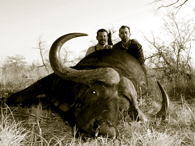 Cape Buffalo trophy, hunting in Zimbabwe