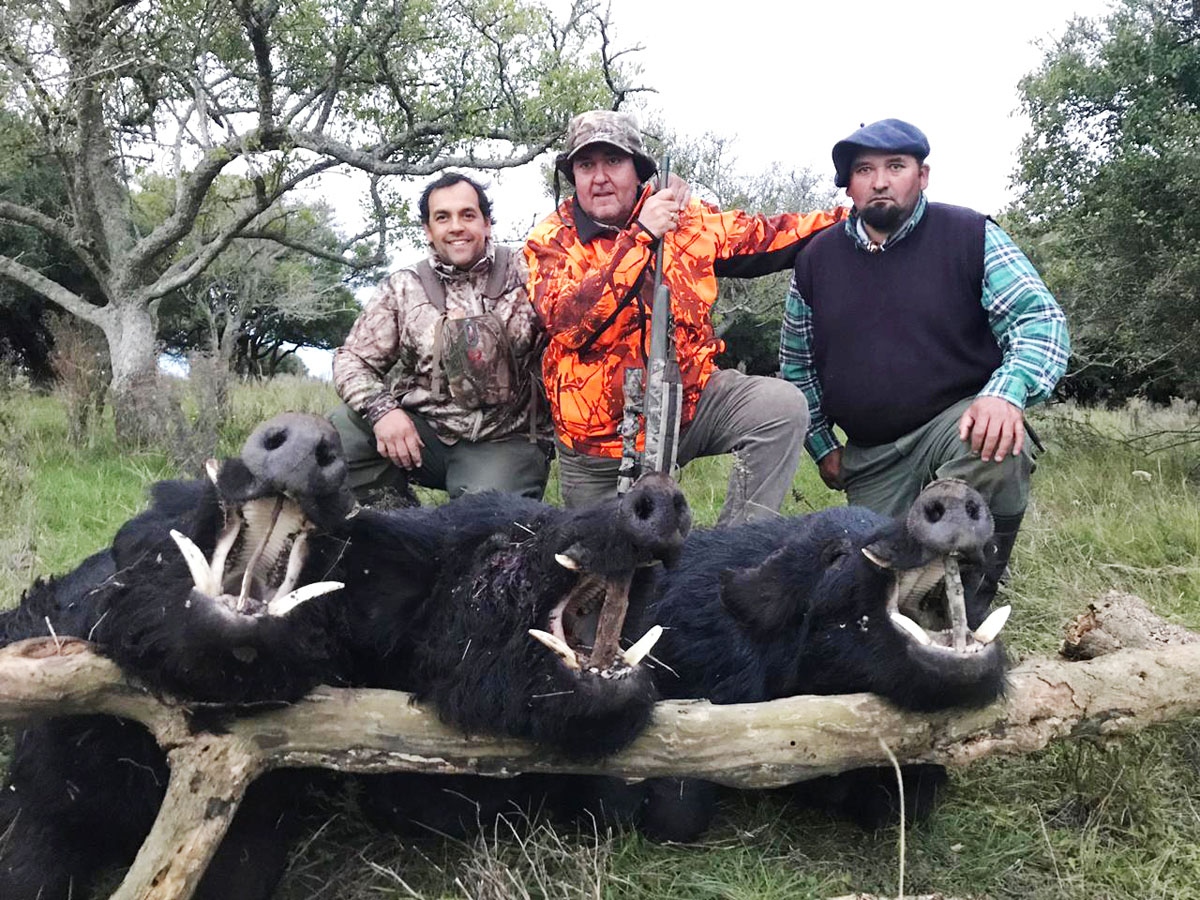 Three hunters with three wild boar trophies, hunting in Argentina