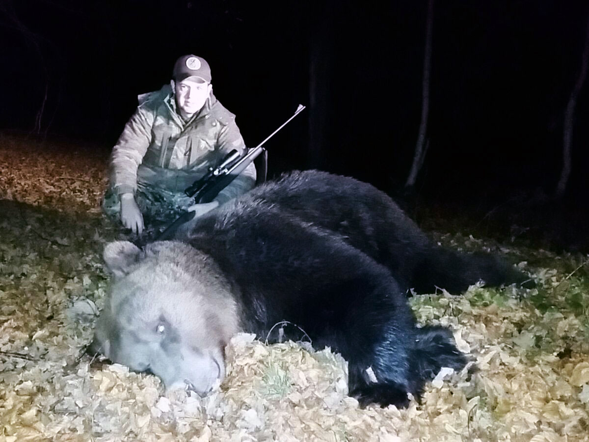 European brown bear hunt trophy, hunting in Russia