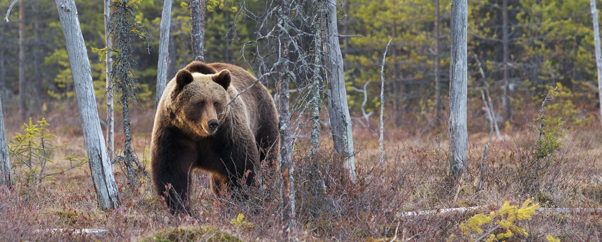 European brown bear hunt trophy, hunting in Russia