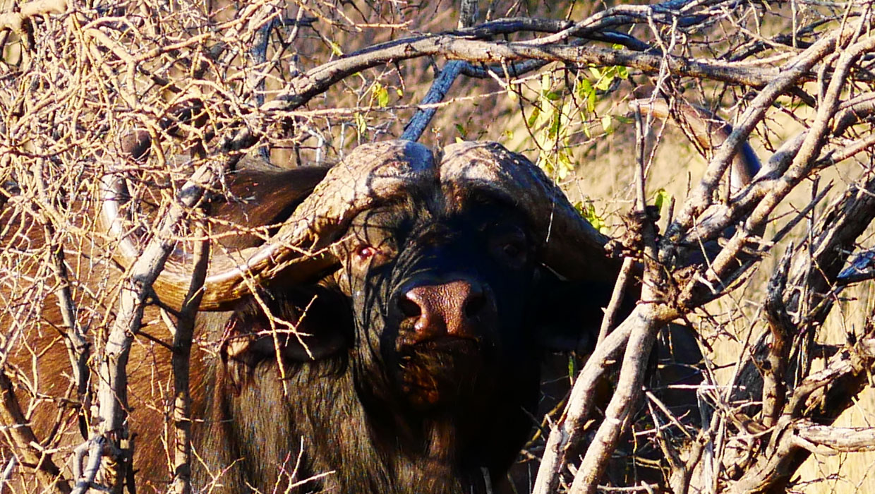 Cape Buffalo, hunting in Zimbabwe