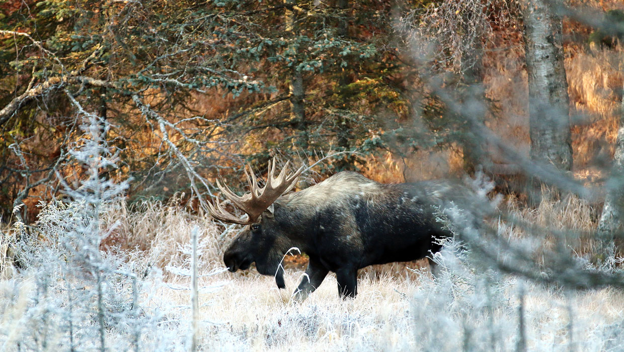 Giant Moose, hunting in Kamchatka, Russia