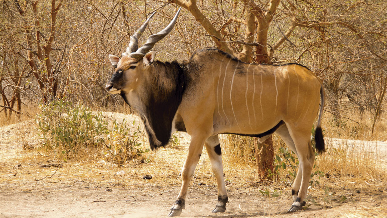 Lord Derby Eland, hunting in Cameroon