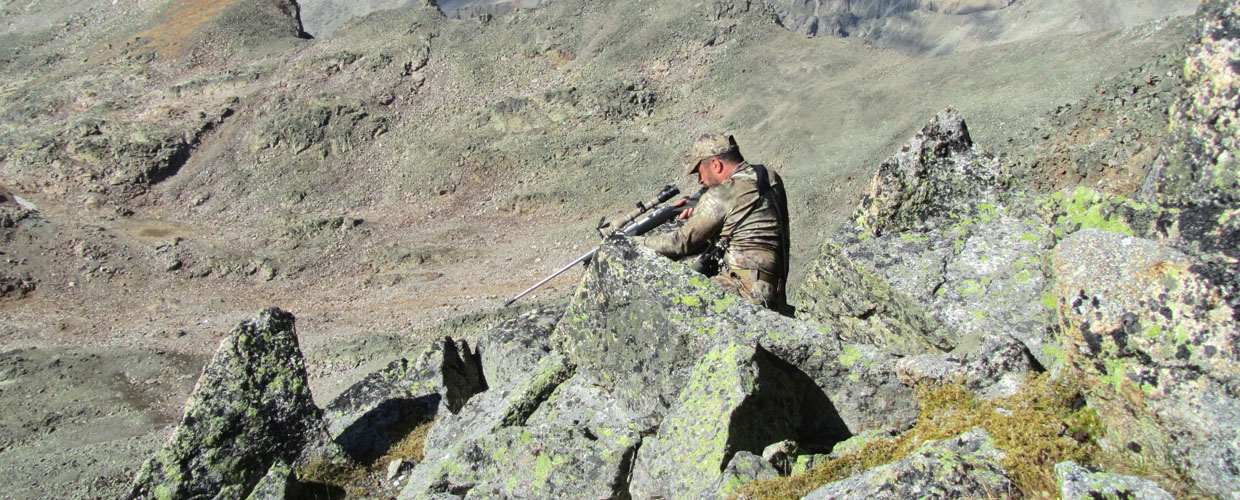 Scene when hunting Kuban tur in the Caucasus, hunting in Russia