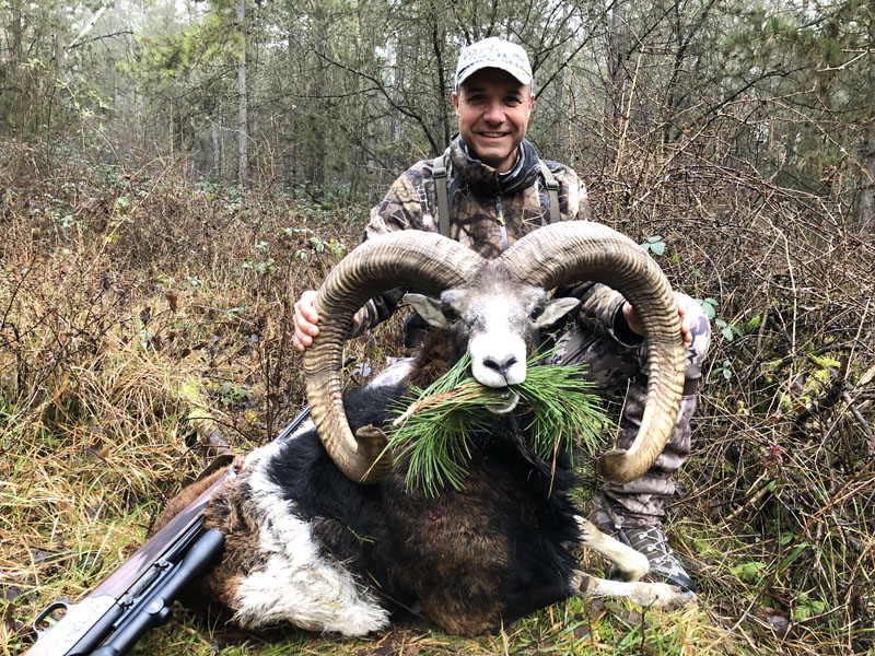 Hunter with a big mouflon trophy, hunting in France