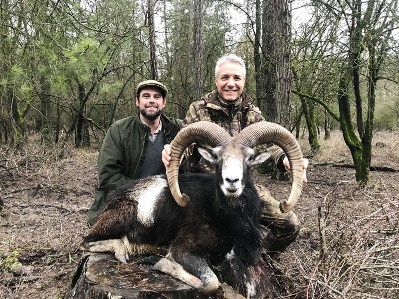 Hunter with a big mouflon trophy, hunting in France