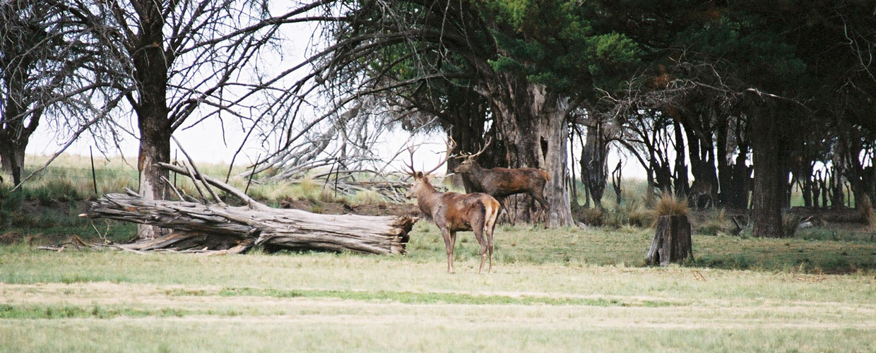 Red Deer, hunting in Argentina