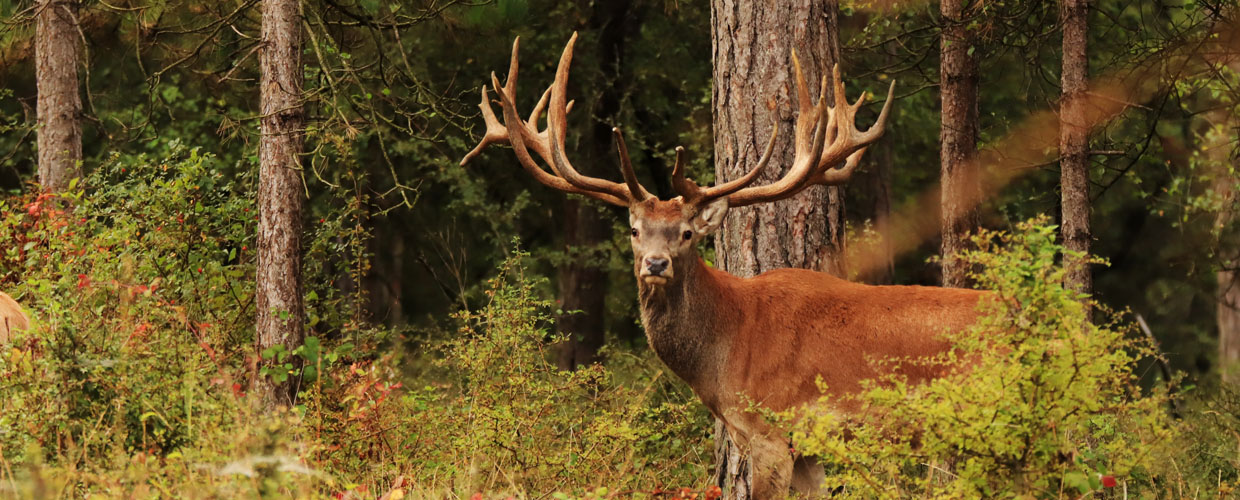 Red stag trophy, hunting in France