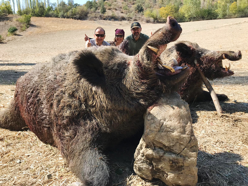 Two hunters with two big wild boar trophies in Turkey