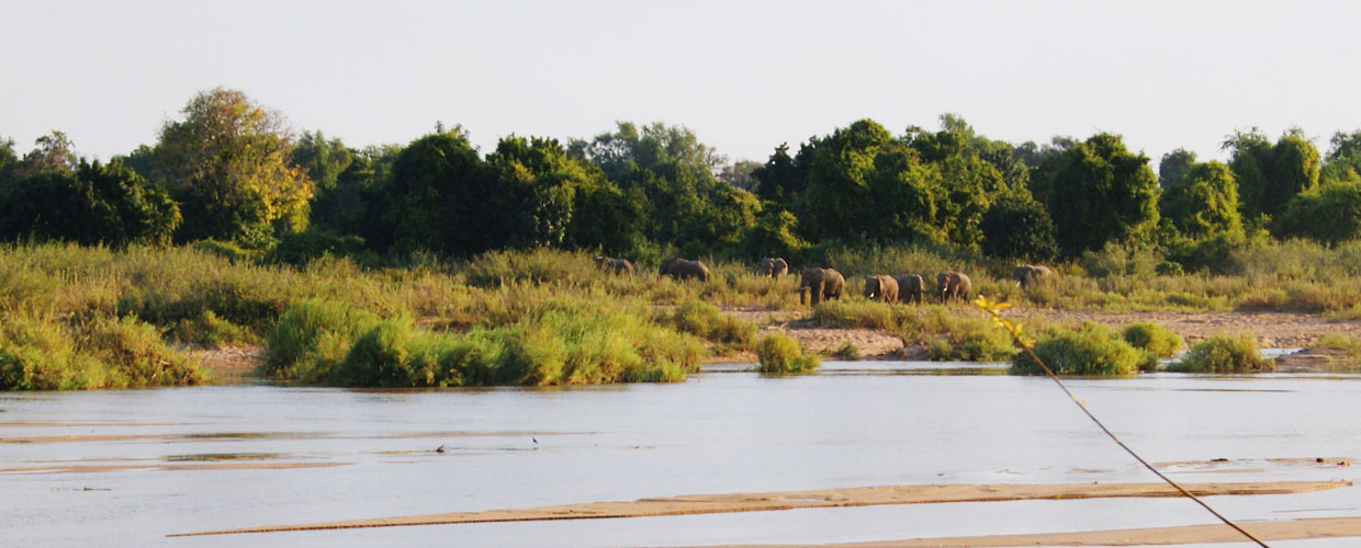 Elephant hunting in Zimbabwe