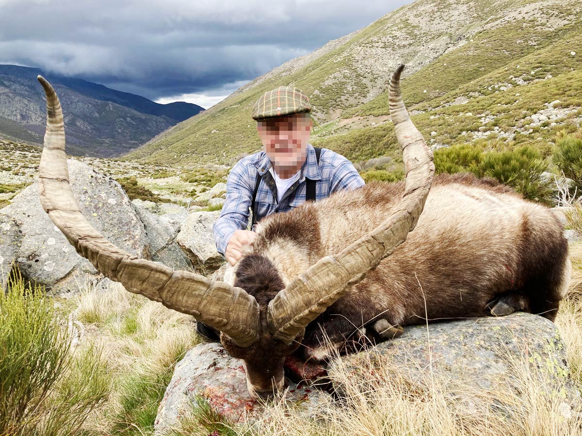 Gold medal Gredos Ibex trophy hunt in Spain