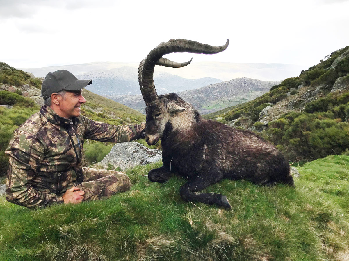Gold medal Gredos Ibex trophy hunting in Spain