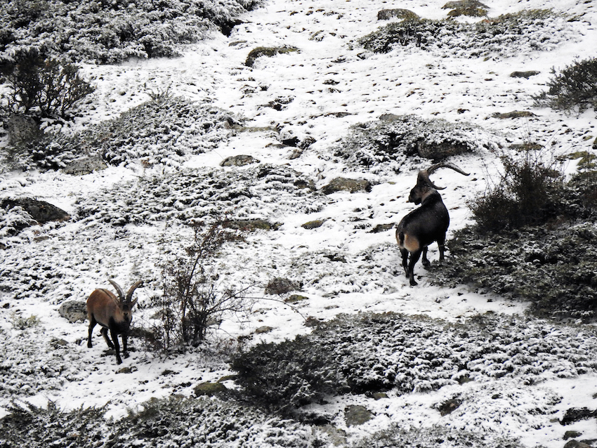 Scene while hunting Gredos ibex with Mike Qvist
