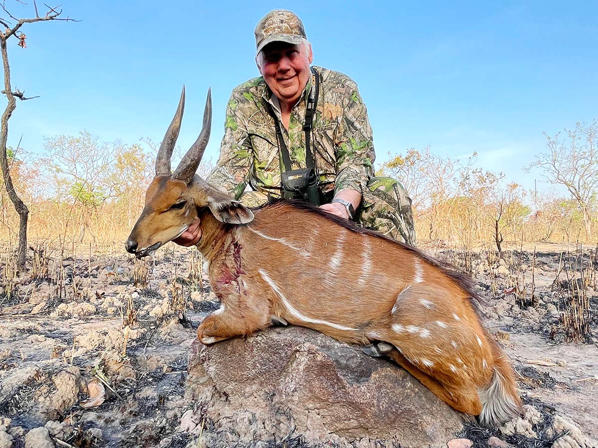 Harnessed bushbuck trophy hunted in Cameroon