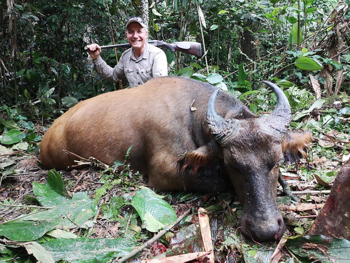 Dwarf buffalo trophy hunted in Cameroon