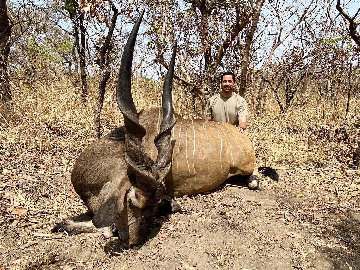 Lord derby eland trophy hunted in Cameroon