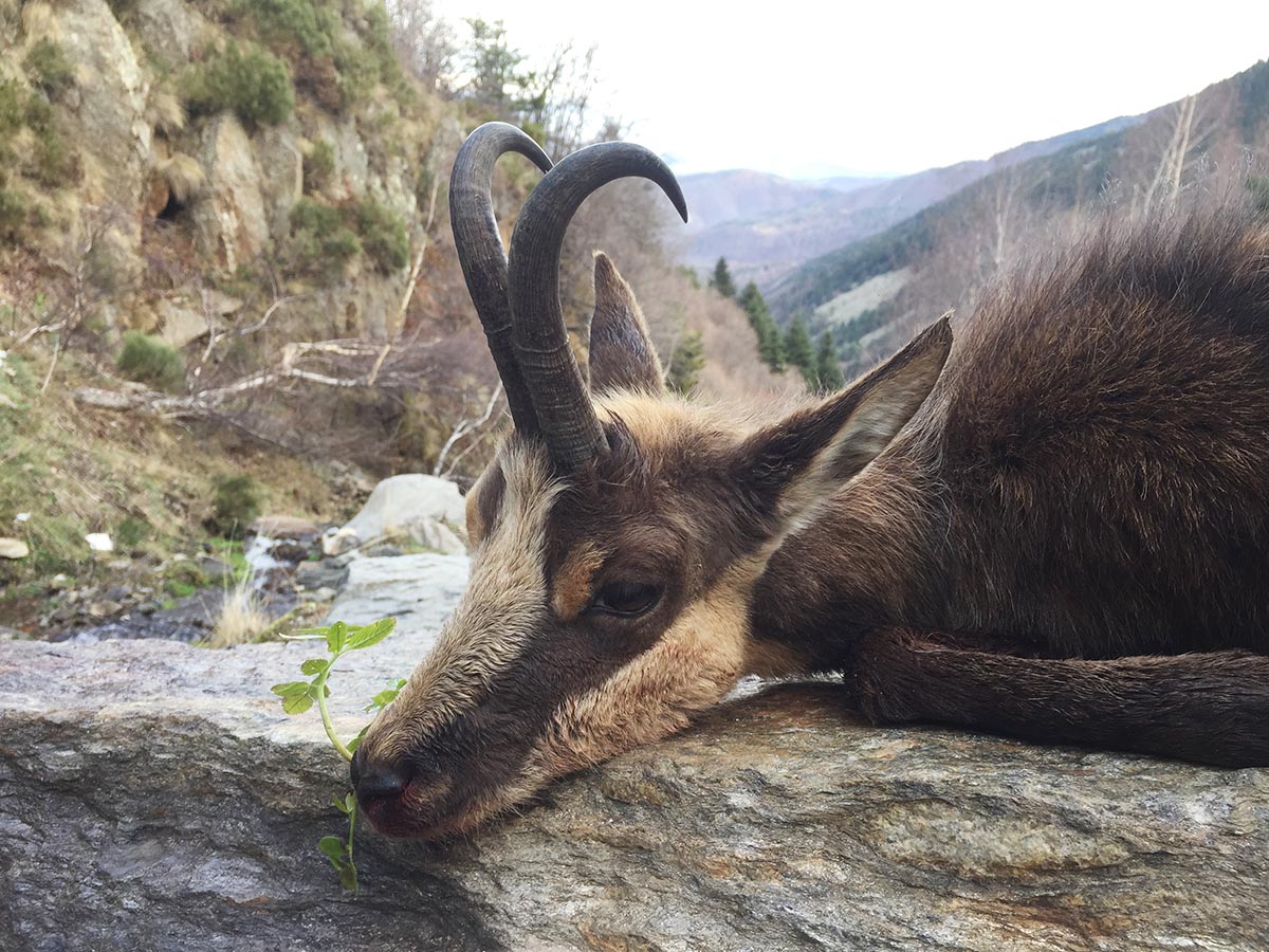 Pyrenean chamois hunting in Spain