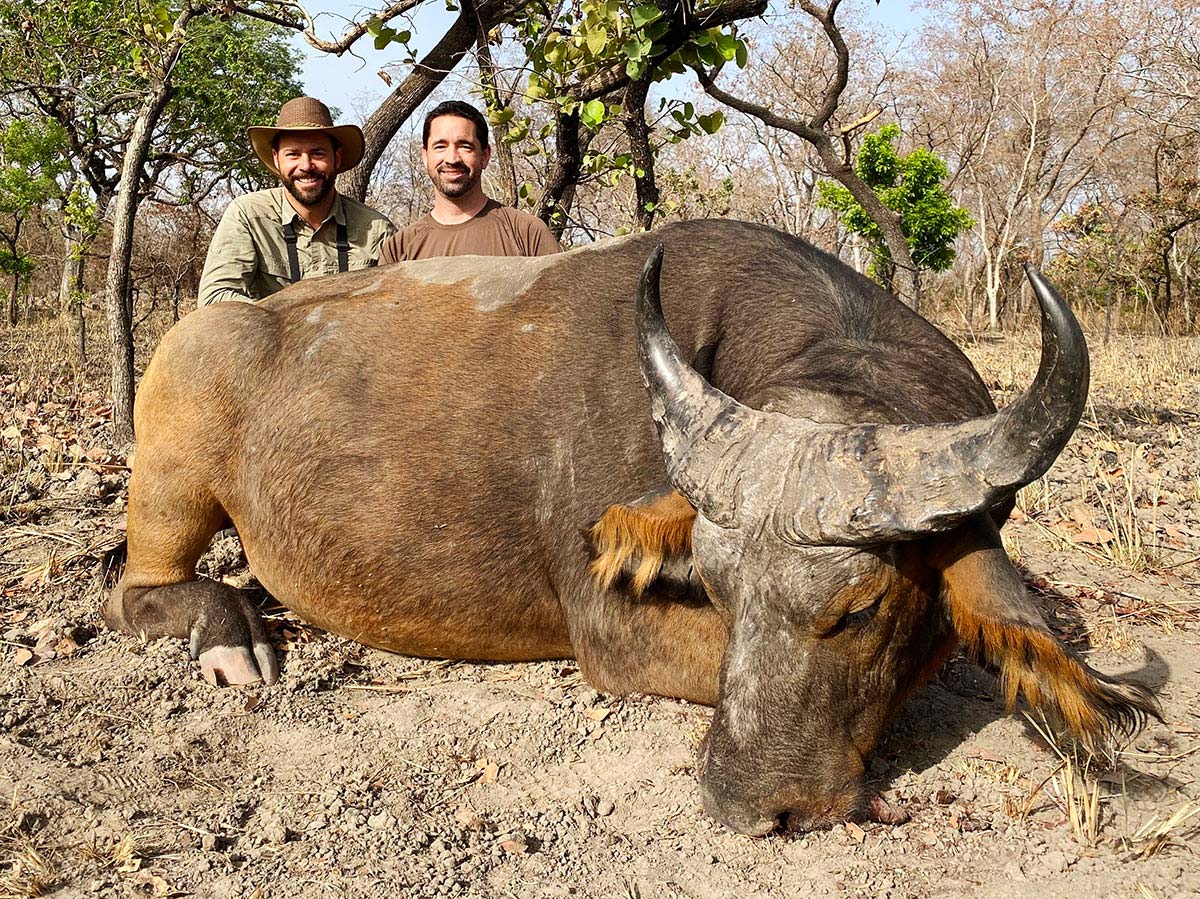 Savannah buffalo trophy hunted in Cameroon