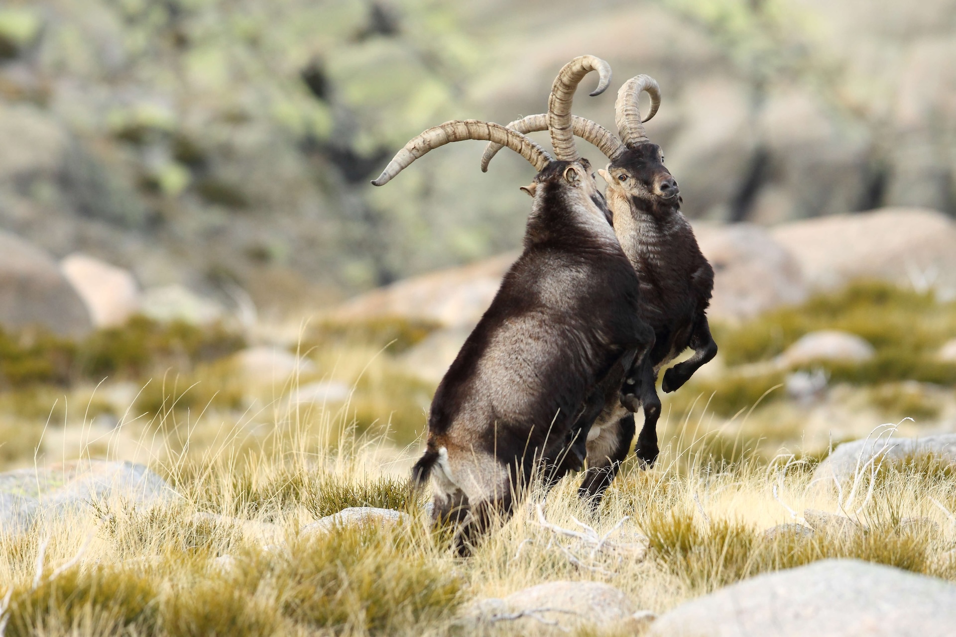 Two Gredos ibex fighting during the mating season